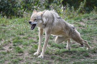 Wilk bez sierści sieje grozę w gospodarstwach. Może być zainfekowany