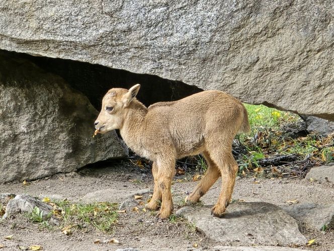 Niezwykły maluch urodził się w Śląskim Zoo. Jego gatunek w naturze jest na skraju wyginięcia