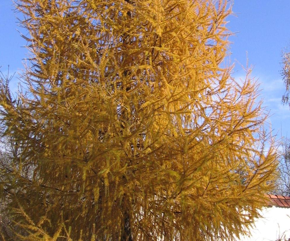 Modrzew