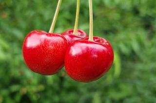 W sadzie pana Marka pod Bydgoszczą dzieje się magia. Najpierw rodzinne zrywanie czereśni, a potem wspólne ognisko 