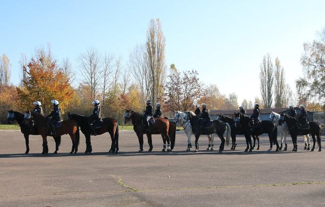 Atestacja koni służących w łódzkiej policji i straży miejskiej