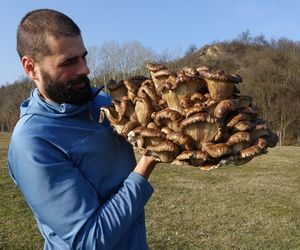 Zbiory Piotra Grzesia - twórcy bloga Grzybów znawca