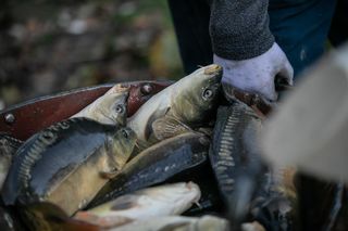 Ceny karpia w Małopolsce. Ile trzeba będzie zapłacić za ryby przed świętami?