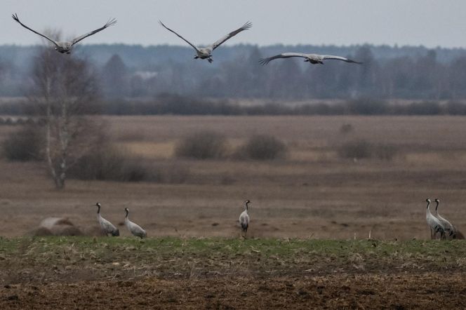 Żurawie powróciły do Poleskiego Parku Narodowego