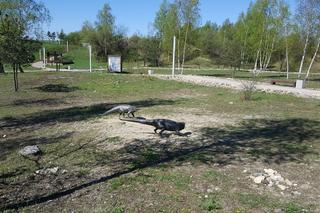 W Jaworznie powstanie tężnia solankowa