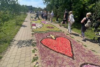 Boże Ciało 2022. Dywany kwiatowe w Spycimierzu