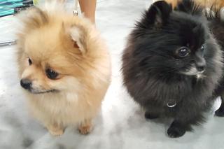 Międzynarodowa Wystawa Psów Rasowych w Bydgoszczy