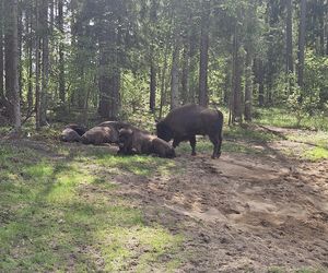 Kopna Góra