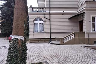 Podcięto drzewo, żeby spadło na dzieci