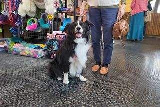 Futrzasty zawrót głowy w Bydgoszczy! Za nami Targi dla Zwierzaków w Gwar Foodhall