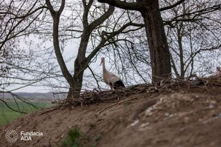 Naziemnne gniazda bocianów