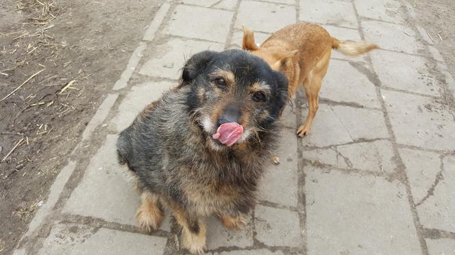 Kończą się zapasy jedzenia w schronisku Arka w Łomży. Sprawdź, jak możesz pomóc!