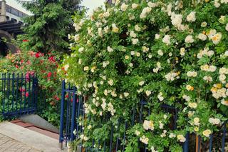 Nagroda specjalna w 40. edycji konkursu „Warszawa w kwiatach” – Królowa róż: Księgarnia Dwie Siostry, Śródmieście