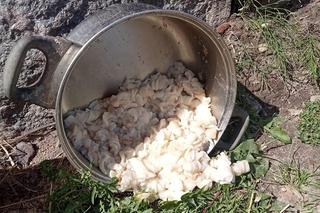 Zgotowali piekło 16-letniemu psu. Właściciel: „Nie będę mu stawiał kanapy i piekł tortu”