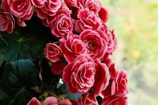 Jakie kwiaty balkonowe kwitną najdlużej? Zdjęcia