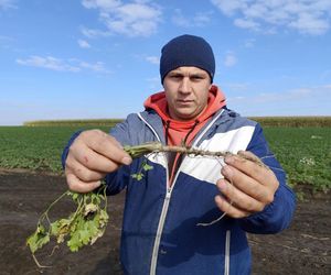 Rolnicy oszukani na nasionach