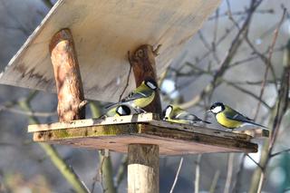 Dokarmianie ptaków zimą w ogrodzie. Czym karmić ptaki w zimowym czasie?