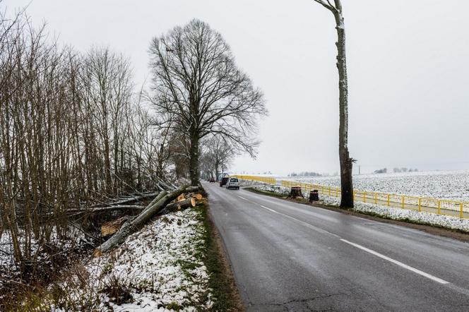 WARIAT Z PIŁĄ grasuje na Pomorzu! "Naciął kilkadziesiąt drzew". Jedno RUNĘŁO NA DROGĘ