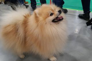 Międzynarodowa Wystawa Psów Rasowych w Bydgoszczy