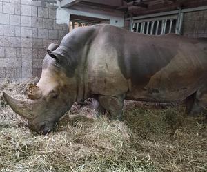 Niepokojące informacje z poznańskiego zoo. Rokowania są niedobre.... Nosorożec Diuna poważnie chora