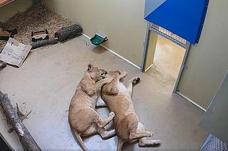 Młode lwice Wanja i Malkia są już we wrocławskim zoo. Do nowej lwiarni trafi także Togo 