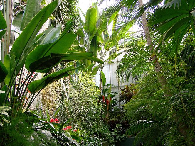 Palmiarnia