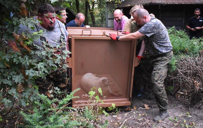 Foki pospolite w płockim zoo