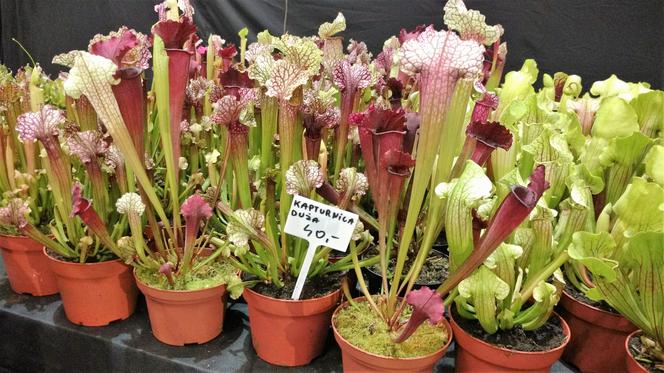 Krwiożercze rośliny opanowały katowicki Spodek! Trwa Festiwal Roślin Owadożernych [ZDJĘCIA, AUDIO]