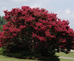 Lagerstremia indyjska