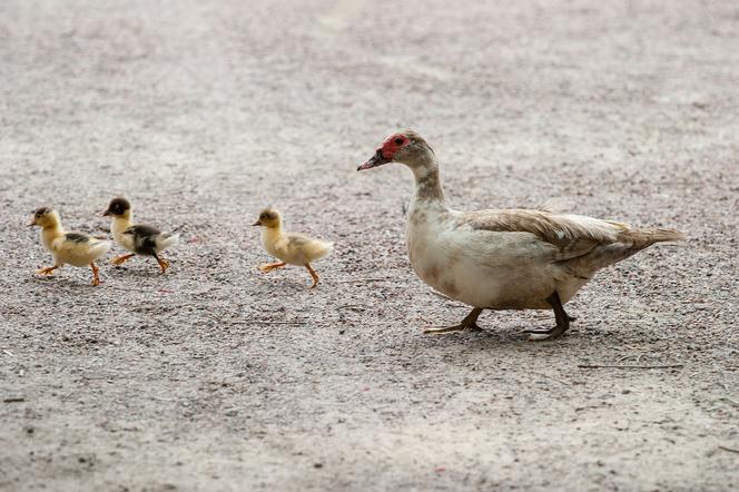 Drugie ognisko ptasiej grypy na Dolnym Śląsku. 40 tys. kaczek zostanie wybitych  