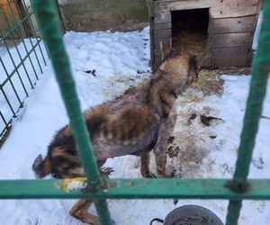 Pamiętacie Figę? Skrajnie zaniedbana suczka nie wróci do swoich właścicieli