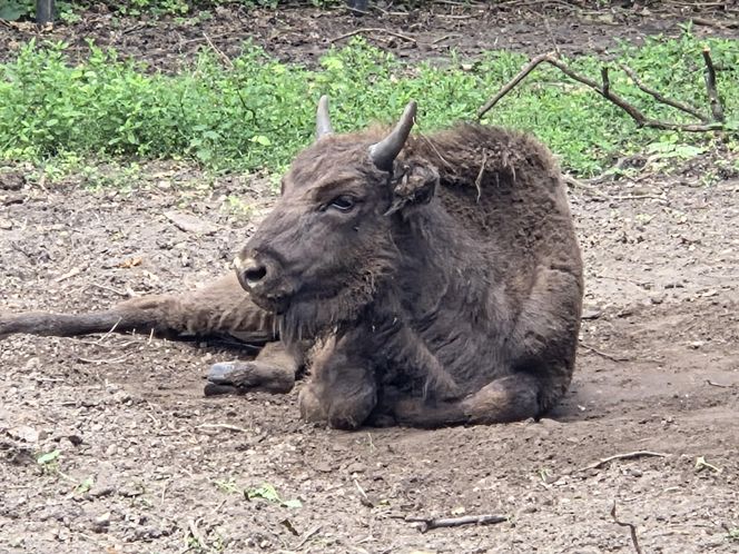 Zaglądamy do mieszkańców bydgoskiego ZOO. Kto mieszka w sercu Myślęcinka?