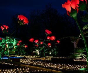 Królewski Ogród Światła w Wilanowie