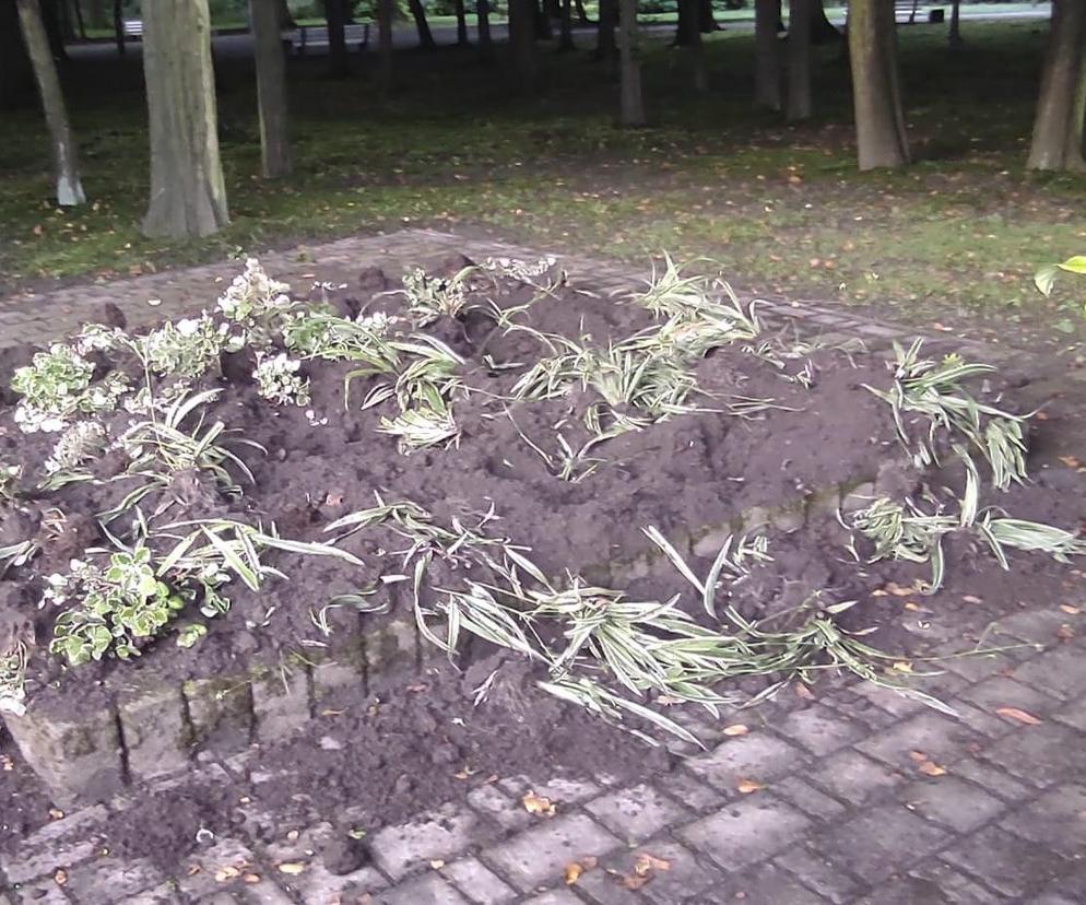 Jak wygląda Park Kościuszki po nocnej wizycie dzików