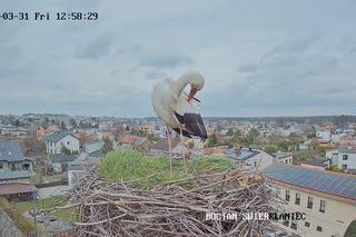 Ostatnie szlify przed założeniem rodziny. Każdy może podejrzeć pracowitego...bociana 