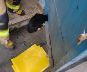 Strażacka interwencja prawie jak z filmu. Ochotnicy z Milówki uratowali kota