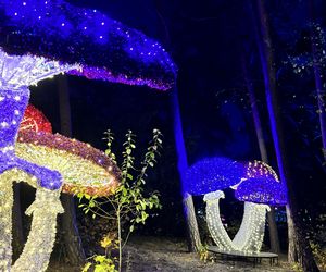 Otwarcie Lumina Parku w Poznaniu. Tegoroczne świecące miasteczko robi fenomenalne wrażenie!