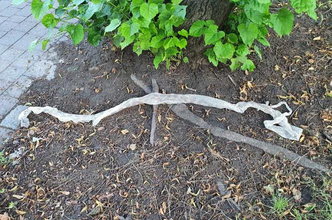 W Katowicach grasuje groźny wąż? Na Osiedlu Tysiącecia znaleziono zrzuconą skórę