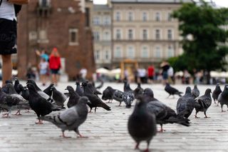 To miasto w Małopolsce to najlepszy city break w Europie. Jest popularniejsze nawet od Wenecji