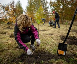 W Łodzi powstanie kolejny park leśny. Tym razem na Lublinku