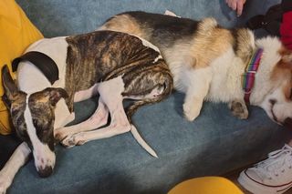 Pierwsza w Polsce kawiarnia z psami Corgi