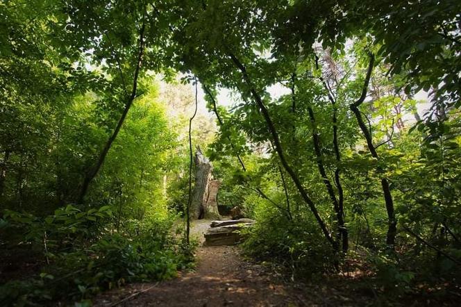 Gigantyczny spór o Park Naturalny Wrzosowisko. Ogromne emocje podczas sesji Rady Miasta Torunia