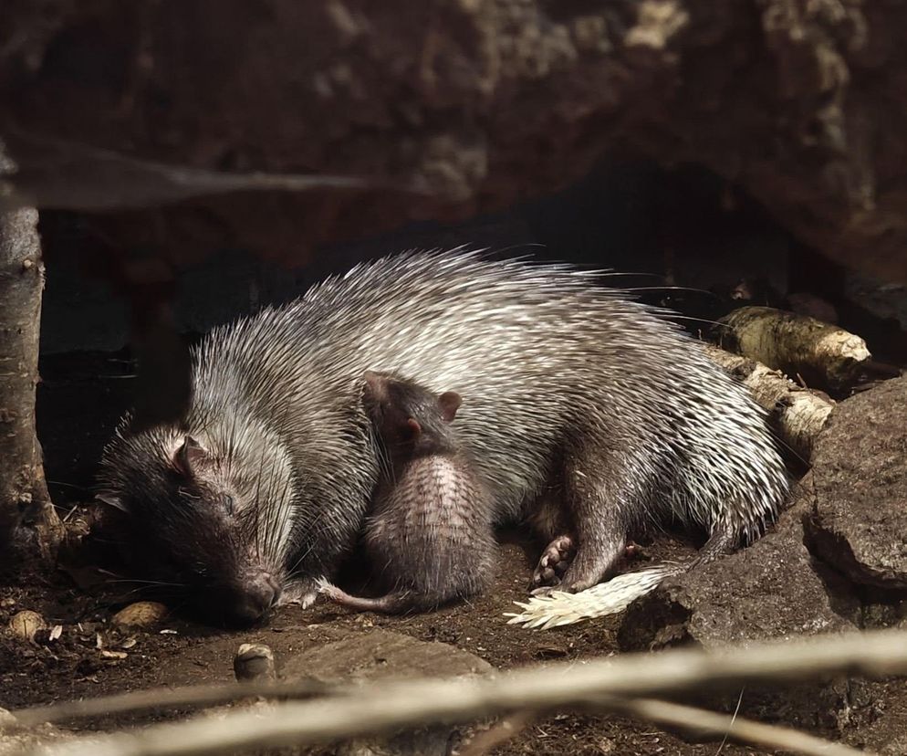 Znamy imię nowego mieszkańca ZOO Poznań 