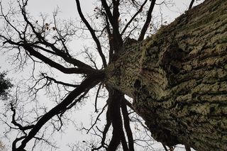 Zapadnie doły i Dąb Maciek w gminie Brody