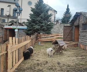 Zagajnik wielkanocny w Będzinie. Można go zobaczyć na Wzgórzu Zamkowym 