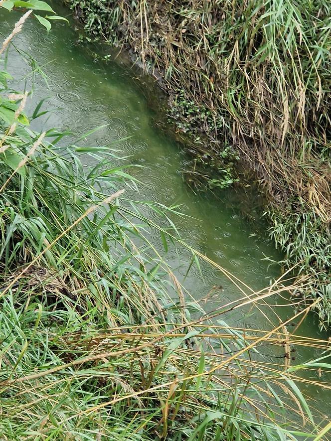 Rzeka Drwinka w Krakowie została zatruta? "Zielona woda i fetor". MPEC odpiera zarzuty aktywistów 