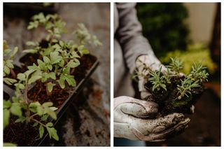 Zrób to na początku marca przed wsadzeniem pomidorów do gruntu, a będą rosły jak szalone. Latem będziesz mieć krzaczki pełne pomidorów. Rozsada roślin