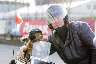 Pies, który jeździł motorem