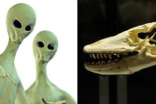 Wiadomości ze świata: UFO zrobiło kręgi w polu, dinozaury to ptaki, a Wietnamczyk przeżył w chłodni!