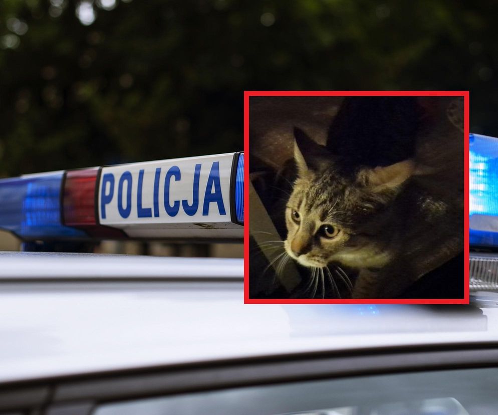 Policjanci z Małopolski szukali w piwnicy złodzieja. Znaleźli małego kotka